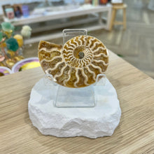 Load image into Gallery viewer, Ammonite Pair