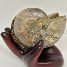 Load image into Gallery viewer, Ammonite Pair