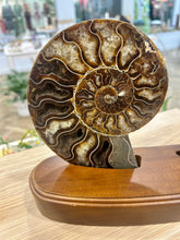 Load image into Gallery viewer, Ammonite Display