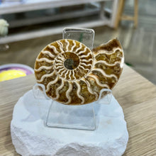 Load image into Gallery viewer, Ammonite Pair
