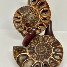 Load image into Gallery viewer, Ammonite Pair