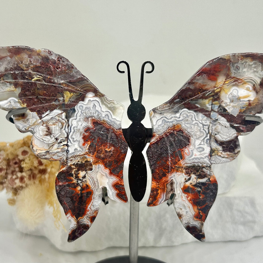 Mexican Crazy Lace Butterfly