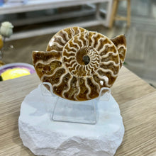 Load image into Gallery viewer, Ammonite Pair

