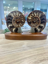 Load image into Gallery viewer, Ammonite Display
