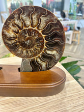 Load image into Gallery viewer, Ammonite Display
